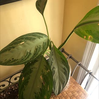 Chinese Evergreen plant in Dover, Delaware