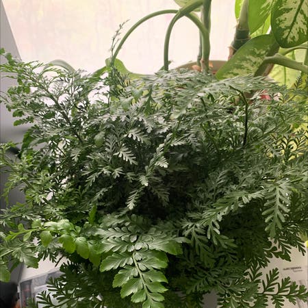 Photo of the plant species Mother Fern by Lennart named Your plant on Greg, the plant care app