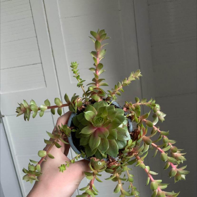 Photo of the plant species Sempervivum 'Jungle Fires' by Sophie named Your plant on Greg, the plant care app