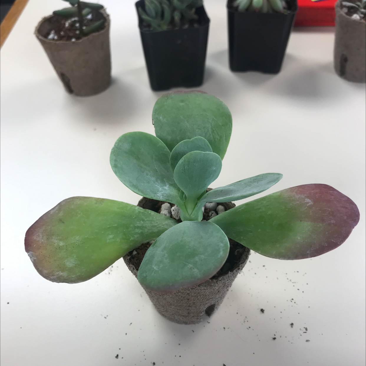Flapjacks plant (Kalanchoe thyrsiflora) in a small pot with healthy green and red leaves.