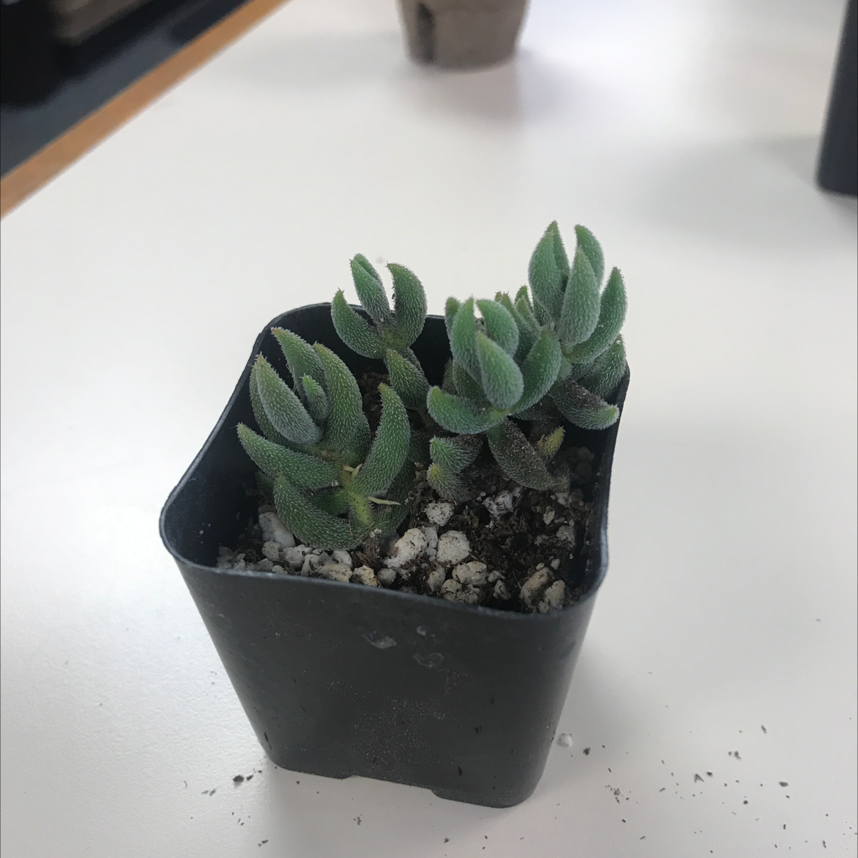 Crassula mesembryanthemoides plant in a black pot with green, fleshy leaves.