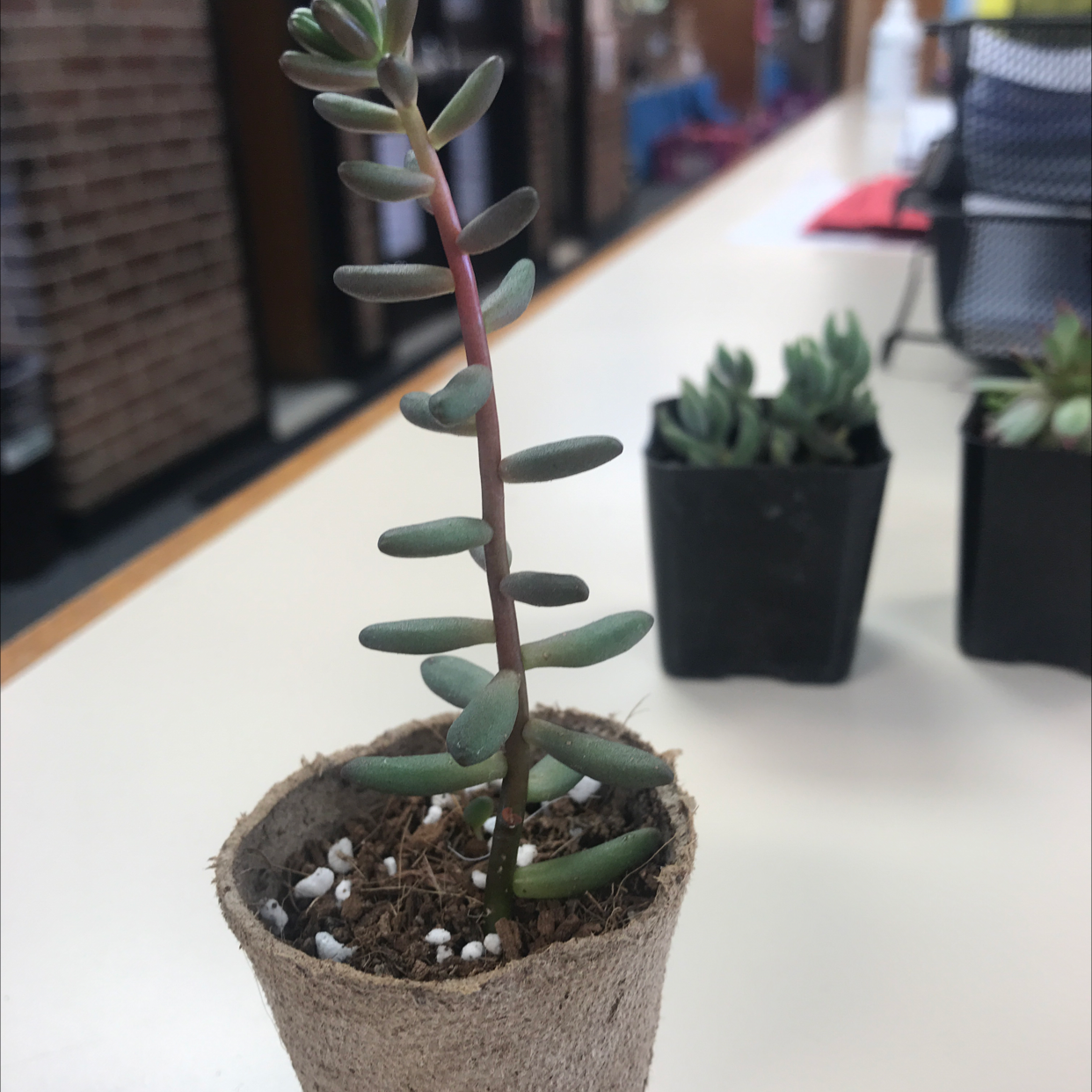 Jelly Bean Plant in a small pot with other plants in the background.