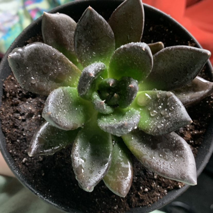 Photo of the plant species Black Prince by @erjaegr named Joint on Greg, the plant care app