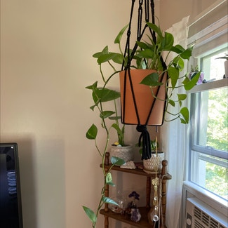 Golden Pothos plant in New Milford, Connecticut