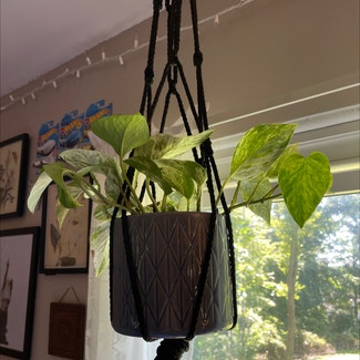 Marble Queen Pothos plant in New Milford, Connecticut