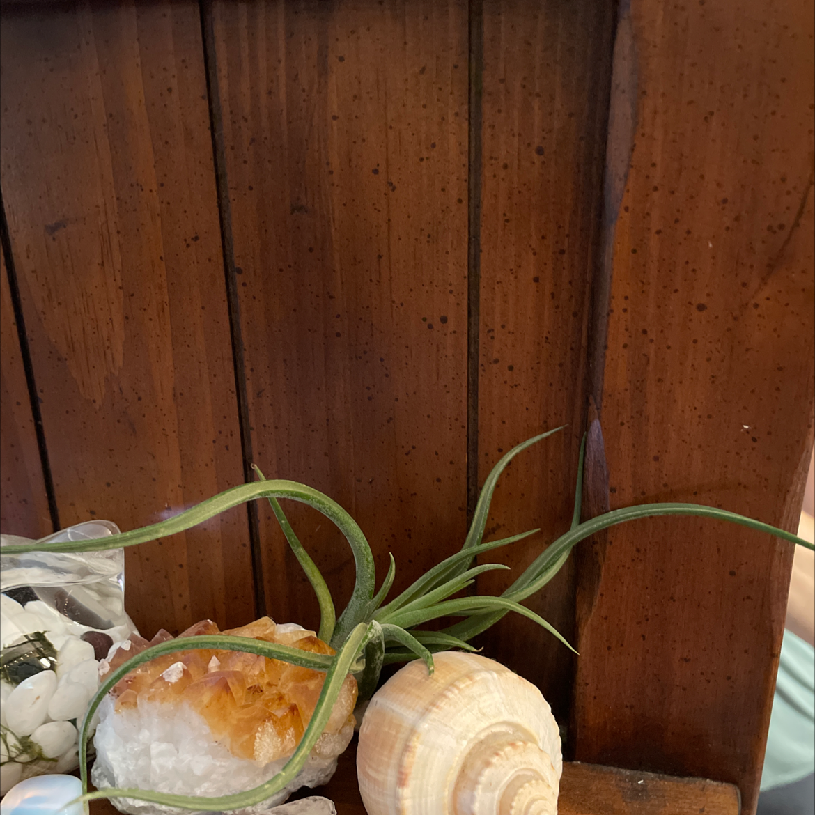 Bulbosa Air Plant on wooden surface with shell and crystal.