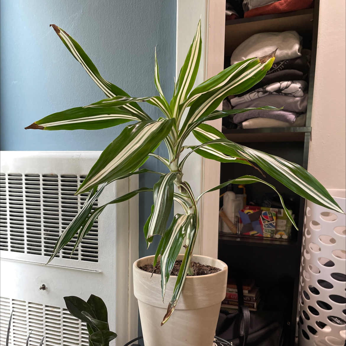 White Jewel Dracaena plant photo by @jannastratman named christmas gift on Greg, the plant care app.