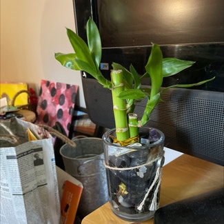 Lucky Bamboo plant in New Milford, Connecticut