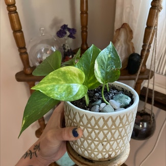 Golden Pothos plant in New Milford, Connecticut