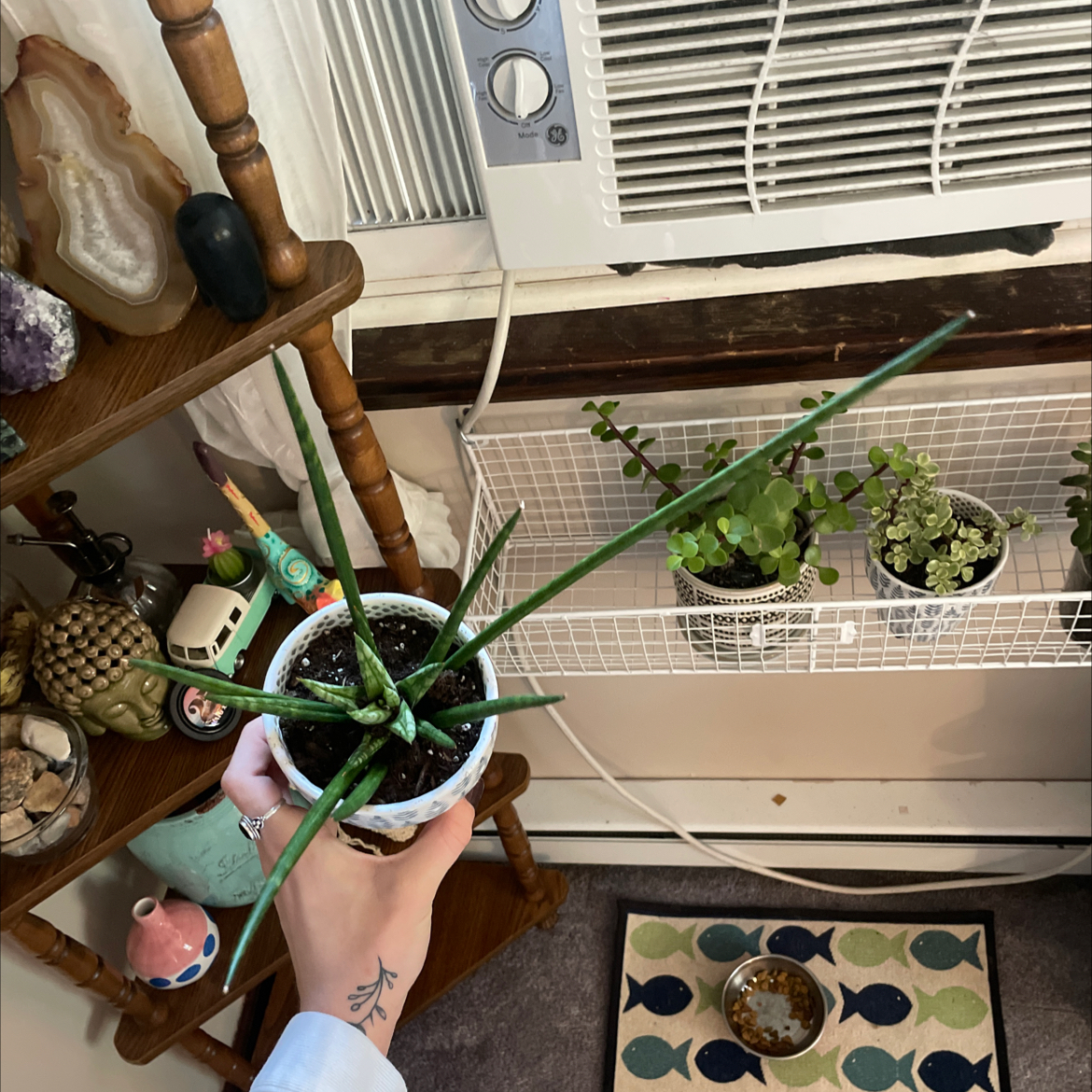 Cylindrical Snake Plant plant photo by @jannastratman named tjmaxx mystery plant on Greg, the plant care app.