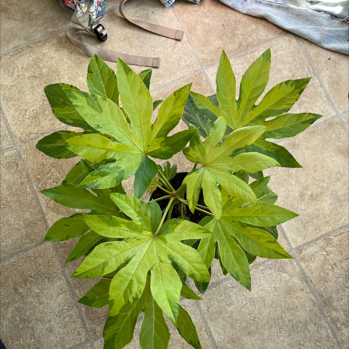 Fatsia plant with broad, lobed leaves showing some yellowing, placed on a tiled floor.