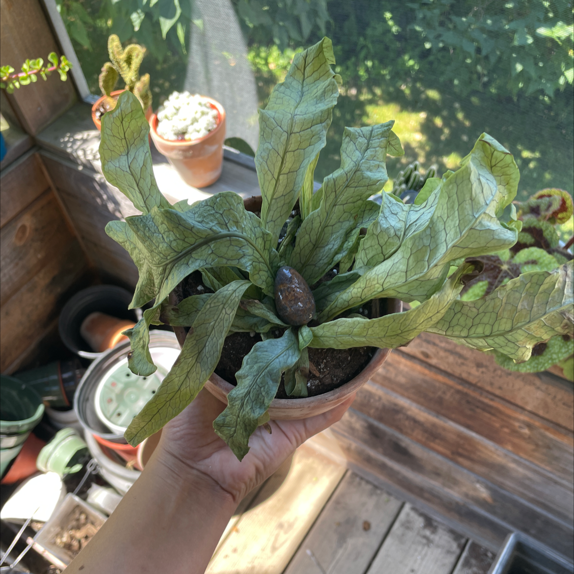 Crocodile Fern in a small pot held by a hand, with visible soil and distinct leaf texture.