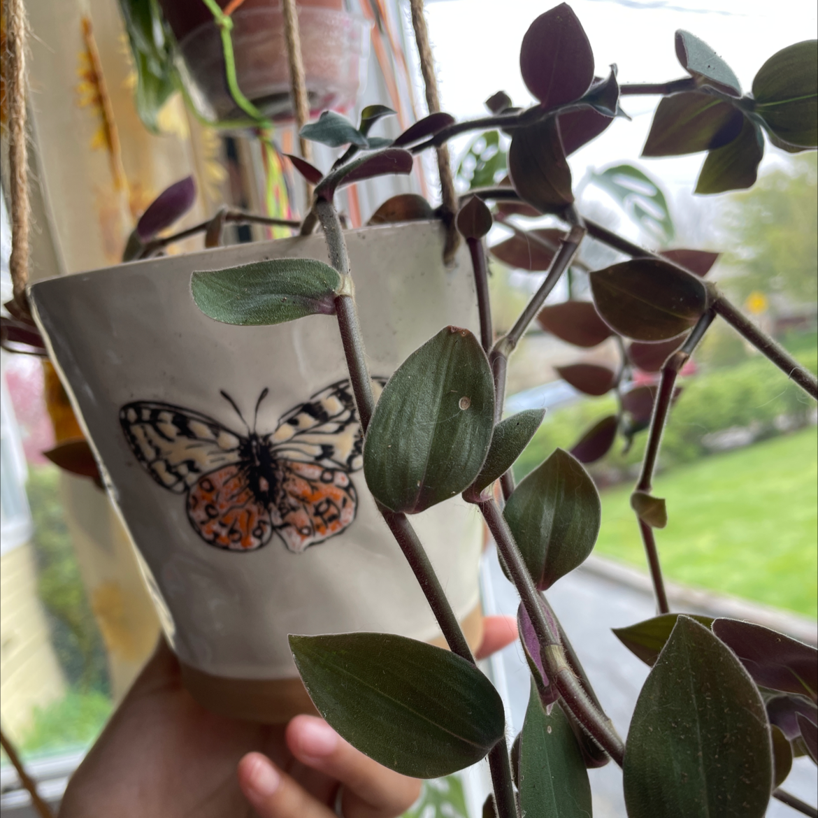 Baby Bunny Bellies plant in a pot with a butterfly design, held by a hand.