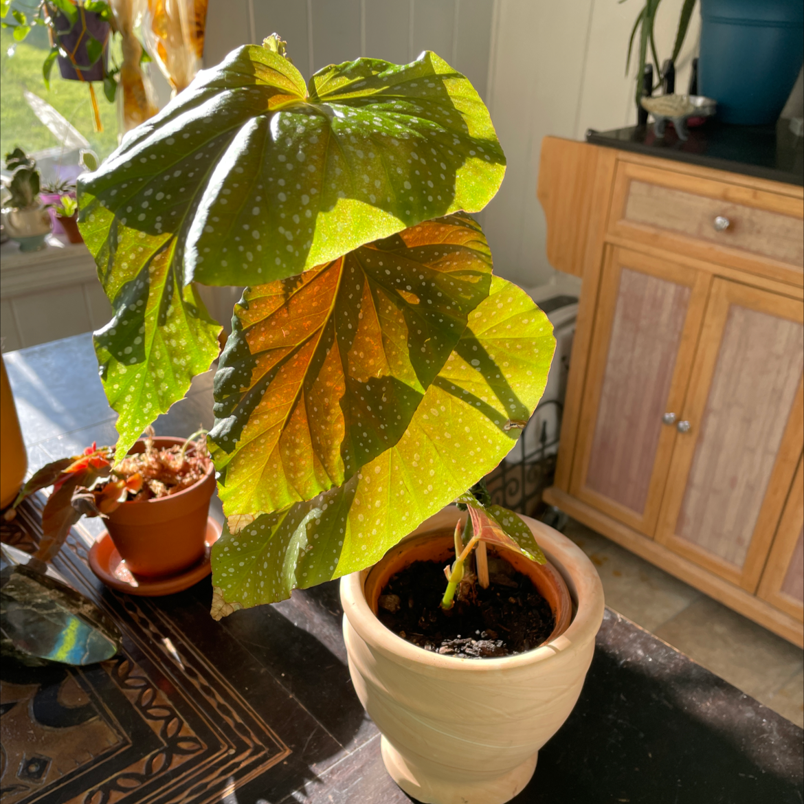 Angel Wing Begonia plant in a pot with large, green, white-spotted leaves on a table.