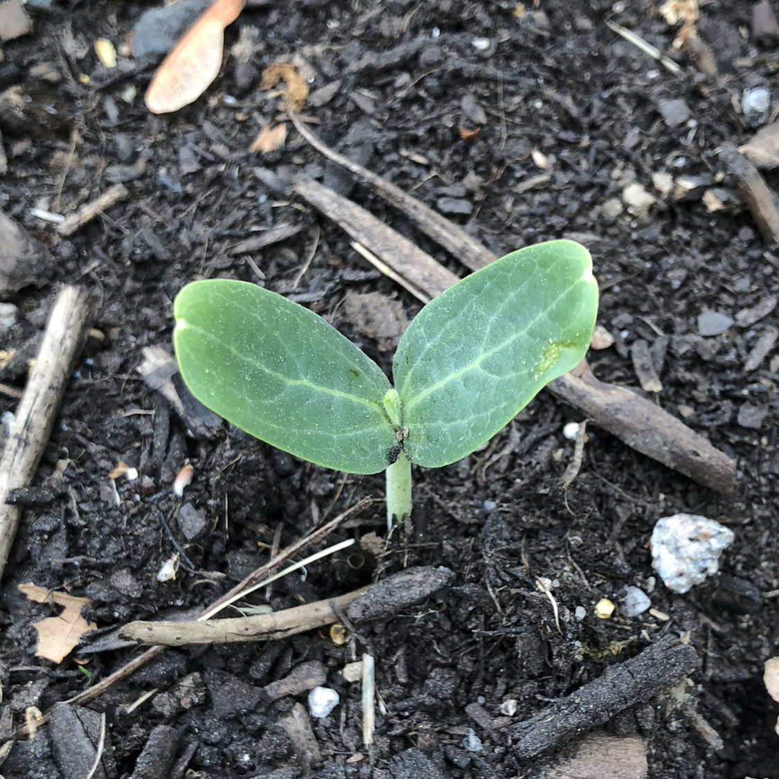 Young cucumber plant with two cotyledon leaves emerging from the soil.
