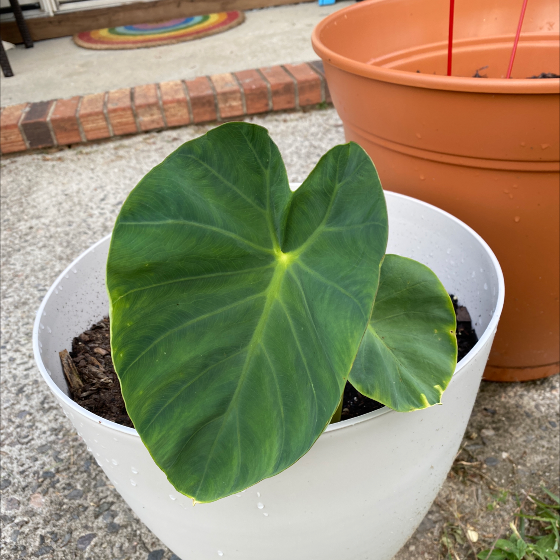Photo of the plant species Taro by @Cathlinolivia named Eli on Greg, the plant care app