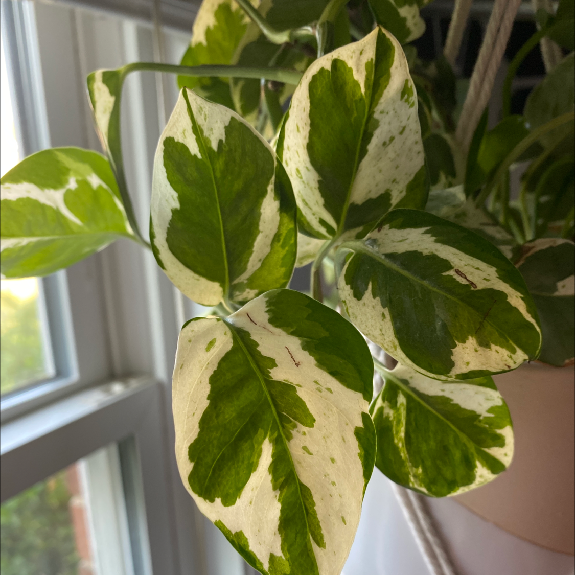 Taro Vine plant photo by @Cathlinolivia named Charlie on Greg, the plant care app.