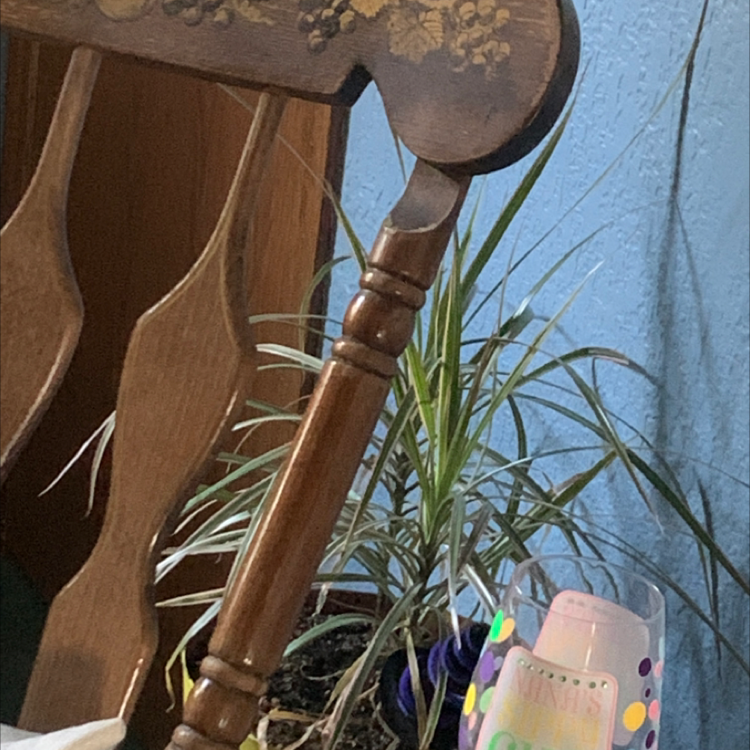 Close-up of healthy Dracaena reflexa plant with lush green and yellow striped leaves and mature woody stems.