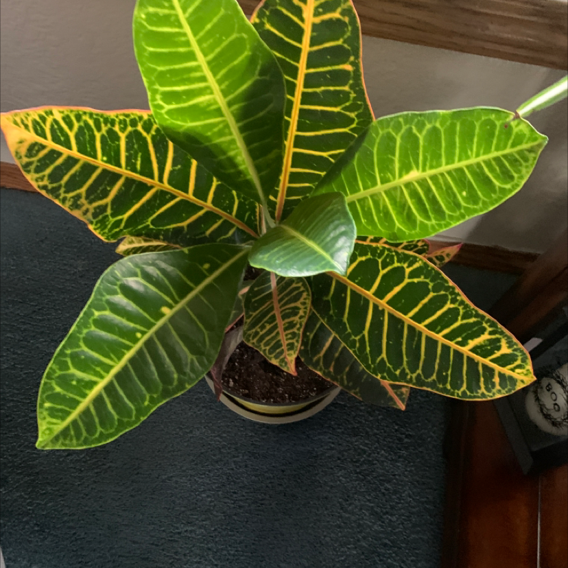 Gold Dust Croton plant with vibrant green leaves and yellow veining, well-framed and in focus.