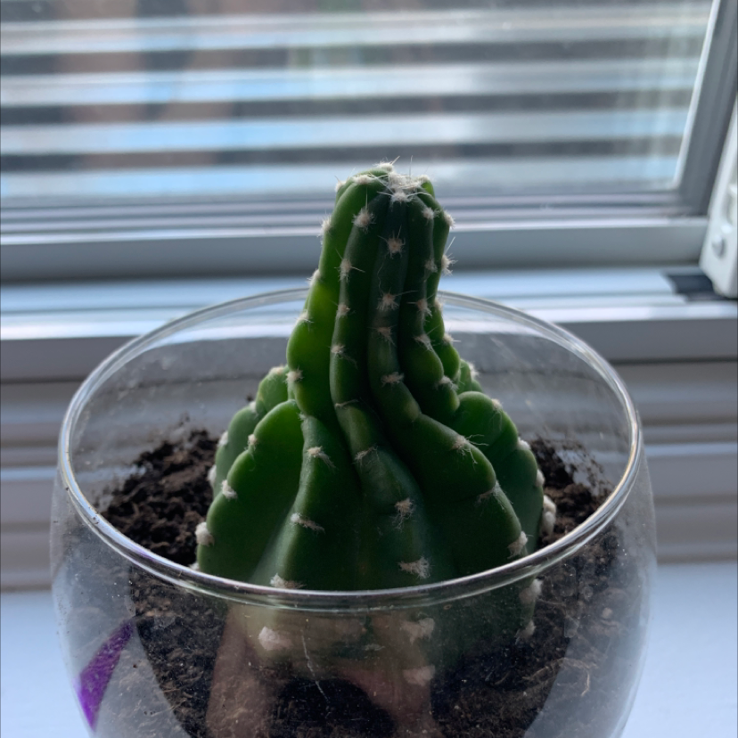 Sonora Barrel cactus in a glass container with visible soil, placed near a window.