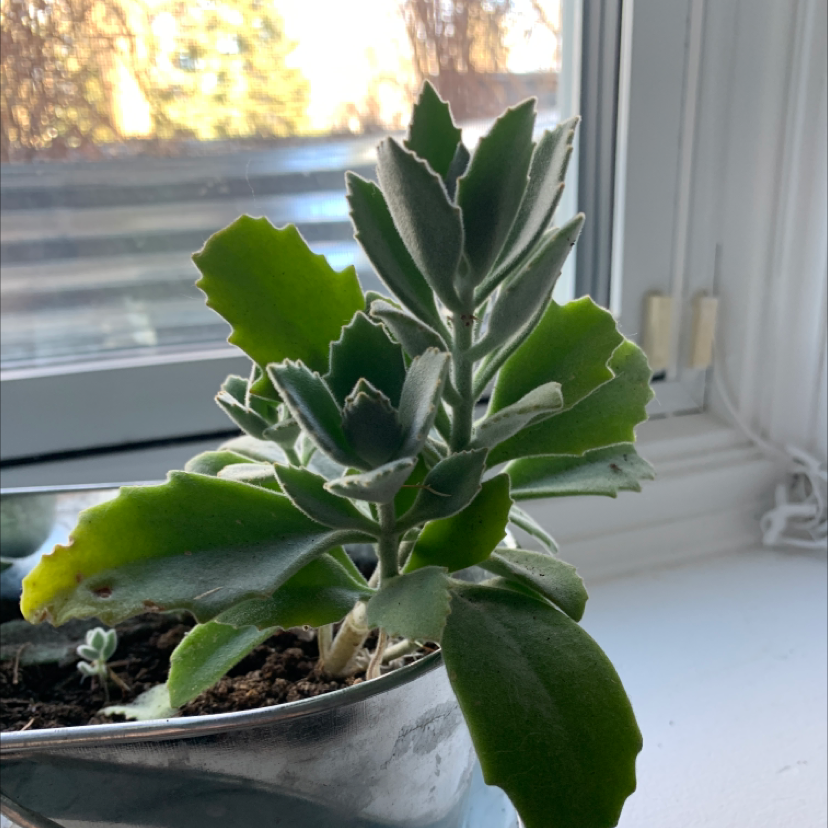 Felt Bush plant in a pot near a window with healthy green leaves.