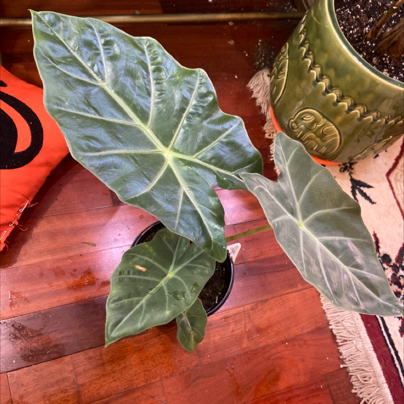 Alocasia 'Regal Shields' plant with three large, dark green leaves in a small pot on a wooden floor.