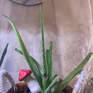 Aloe Vera plant in Spring, Texas