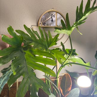Split Leaf Philodendron plant in Spring, Texas