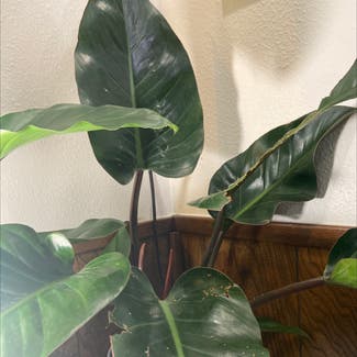 Philodendron 'Red Congo' plant in Spring, Texas
