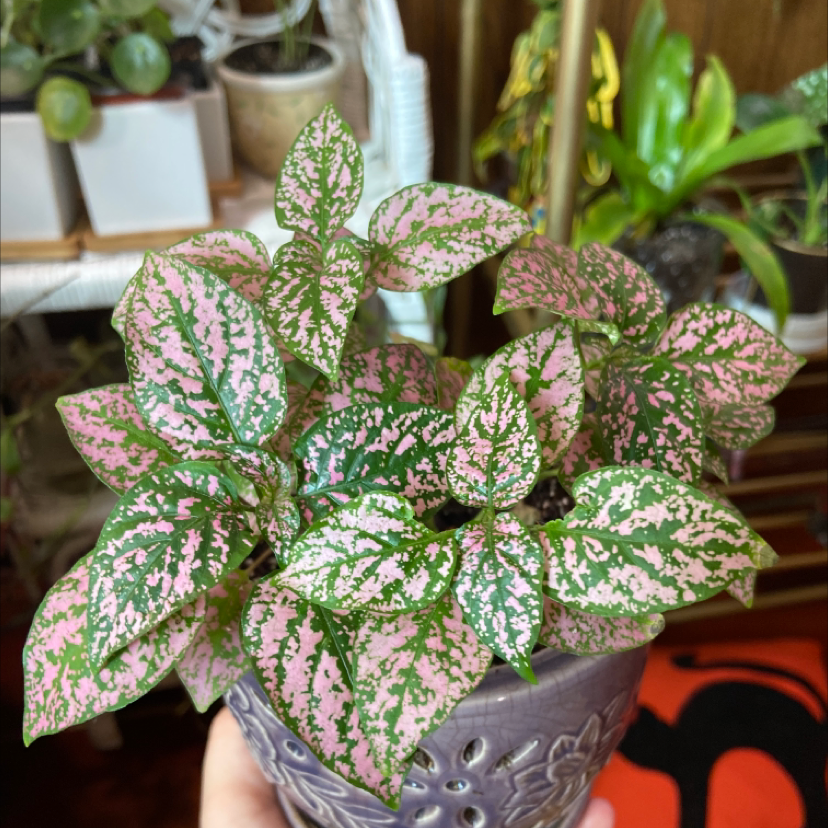 Photo of the plant species Polka Dot Plant by @Emmarussell98 named Dot on Greg, the plant care app