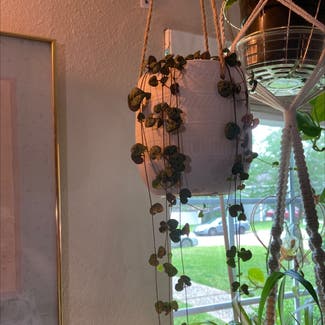 String of Hearts plant in Spring, Texas