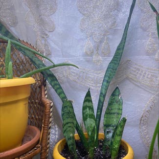 Snake Plant plant in Spring, Texas