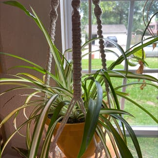 Spider Plant plant in Spring, Texas