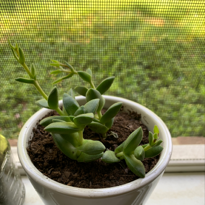 A healthy potted succulent plant with green, fleshy leaves and visible soil.