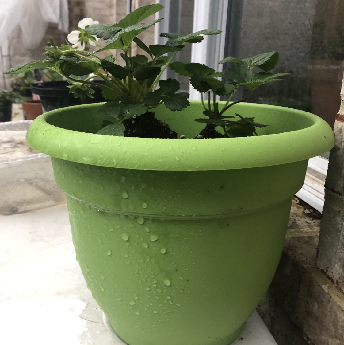 Strawberry plant in a green pot with moist soil and healthy leaves.