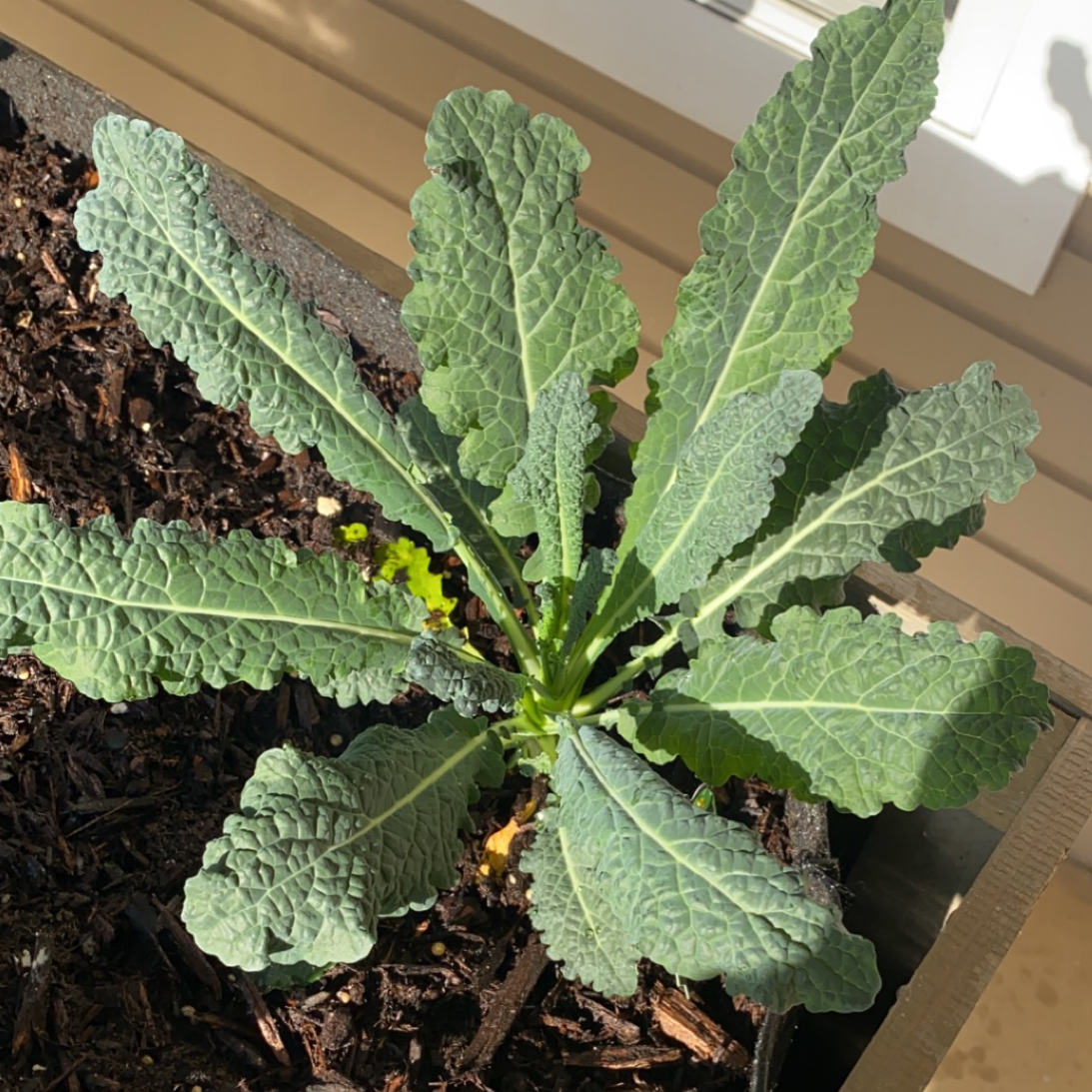 Photo of the plant species Wild Cabbage by @renlau33 named Lacinato Kale on Greg, the plant care app