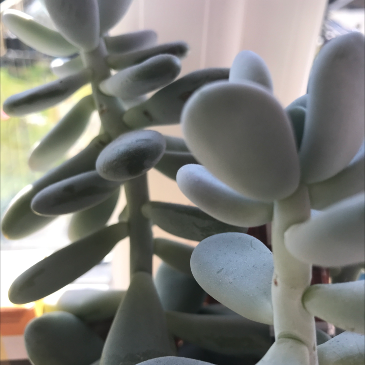 Close-up of a healthy Pink Moonstones succulent with thick, rounded leaves.