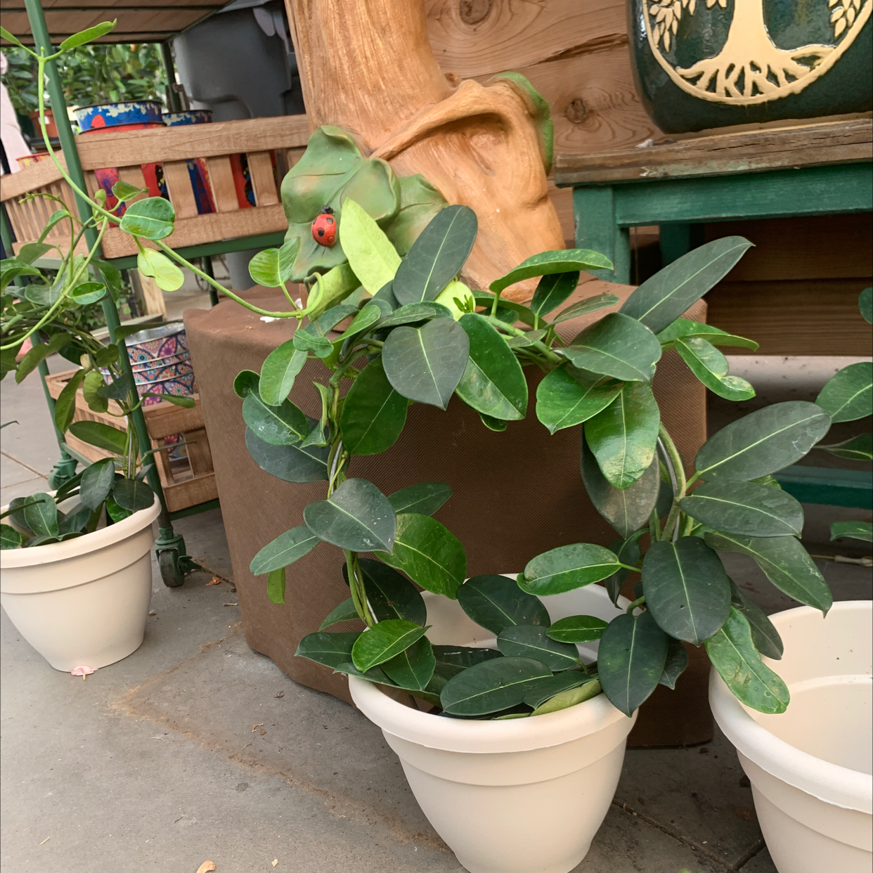 Stephanotis plant in a white pot with green leaves, well-framed and healthy.