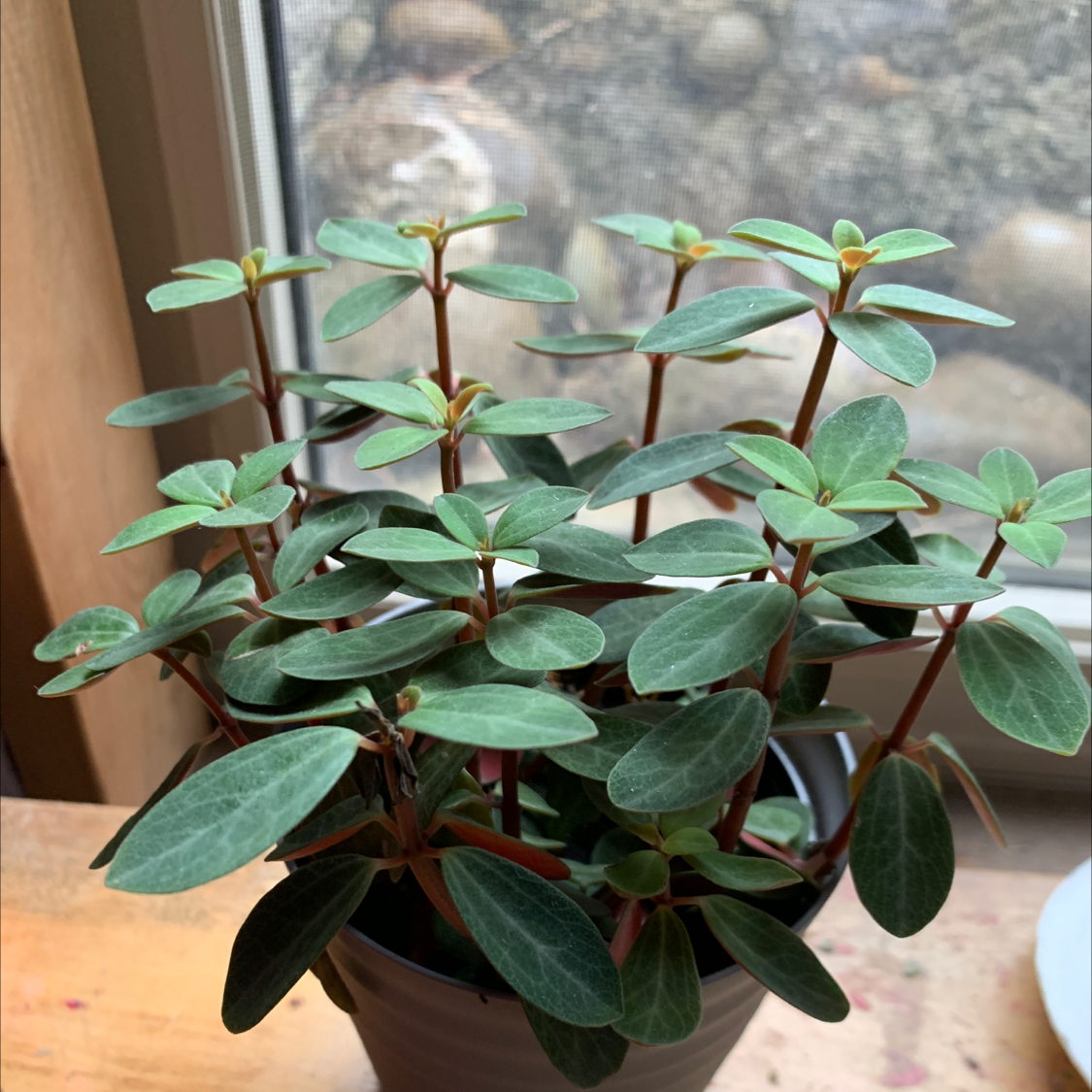 Healthy Radiator Plant with green leaves and red stems in a pot near a window.