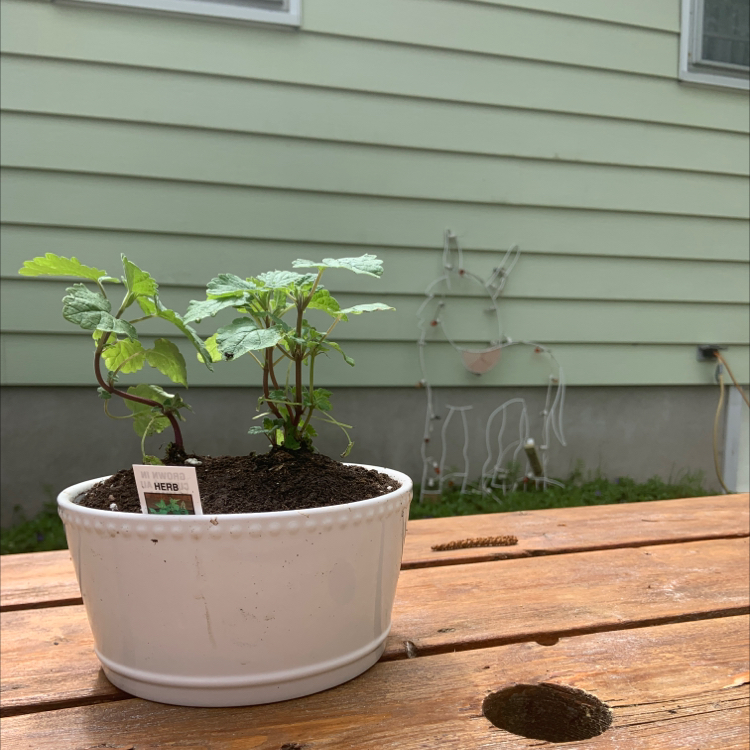 Potted Catnip plant on a wooden surface with a house wall in the background.