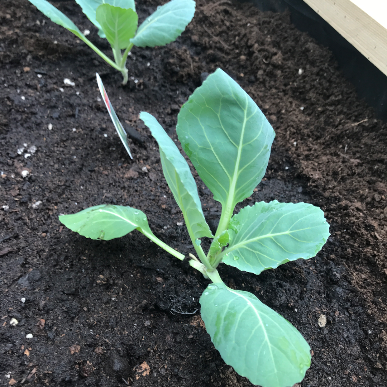 Healthy young wild cabbage plant with bright green wrinkled leaves growing in dark moist soil.