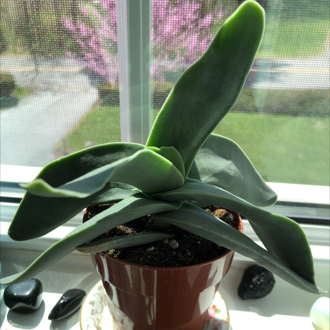 Healthy Airplane Plant in a pot on a windowsill with green leaves.