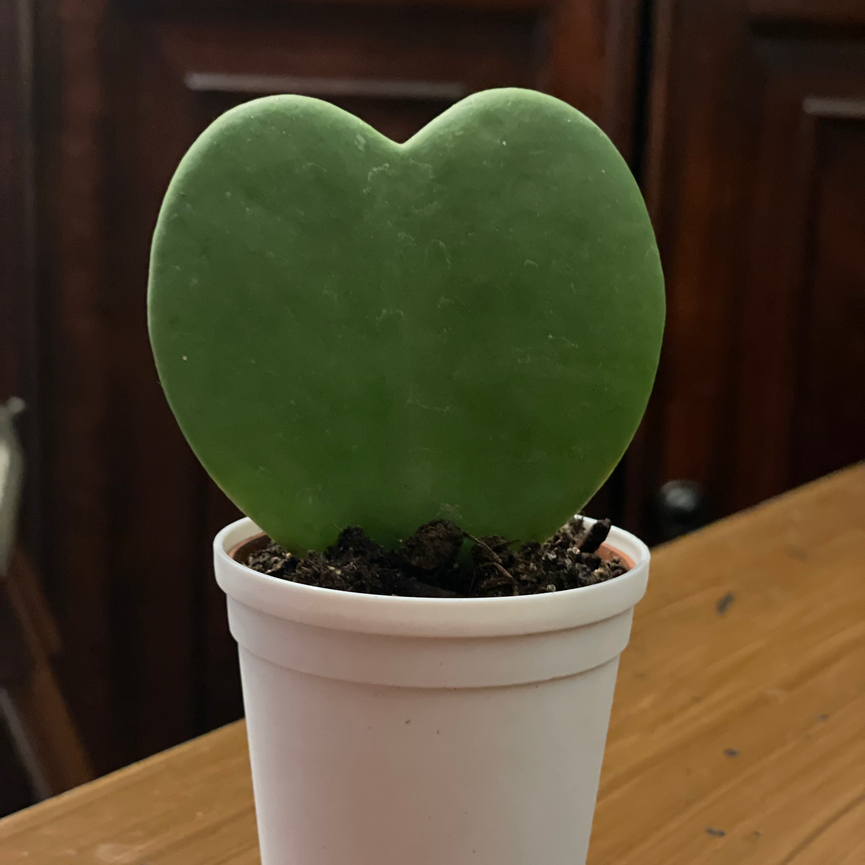 Sweetheart Hoya plant in a white pot, healthy and well-framed.