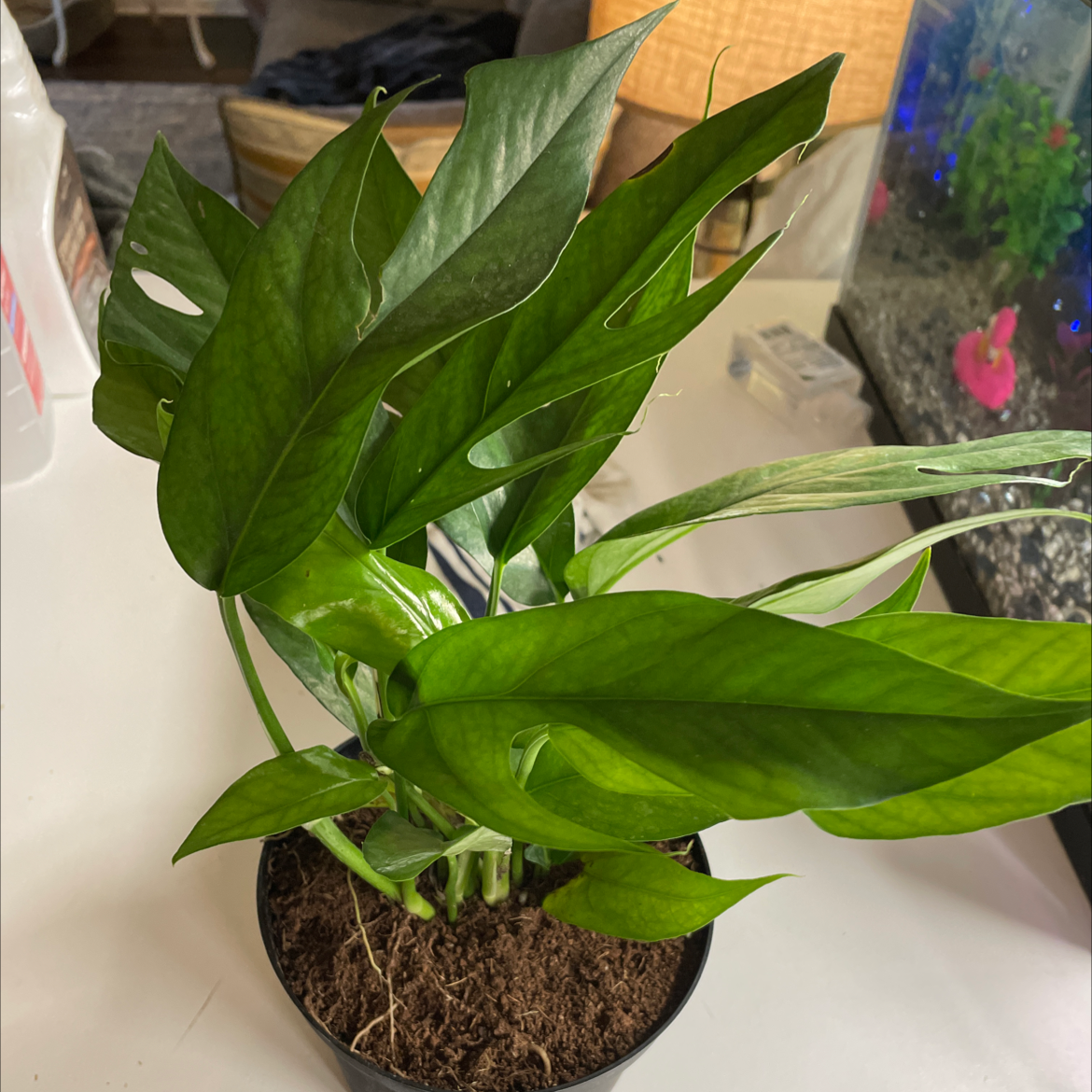Healthy Baltic Blue Pothos plant with vibrant green leaves in a pot with visible soil.