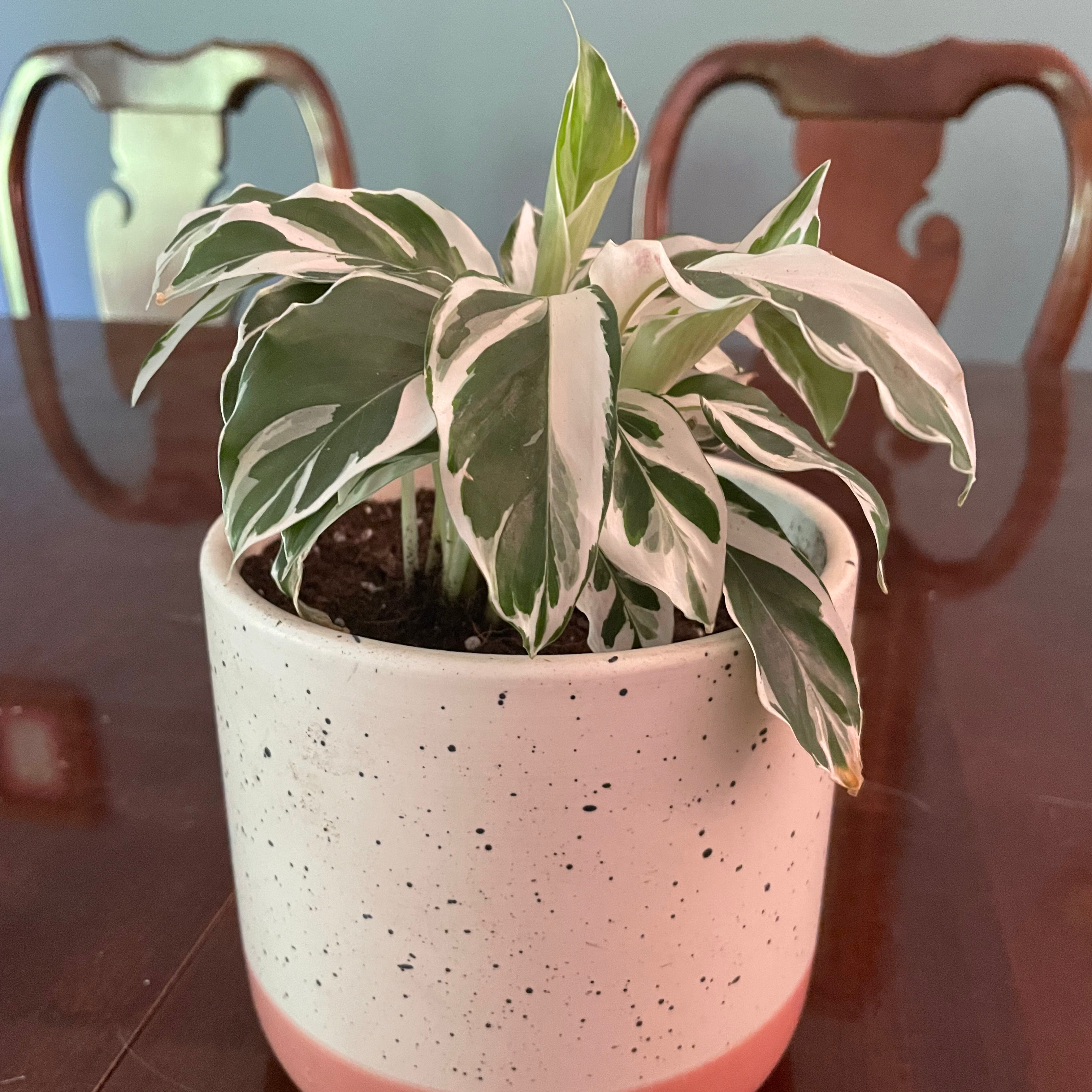 Calathea 'White Fusion' plant in a pot with vibrant white and green variegated leaves.