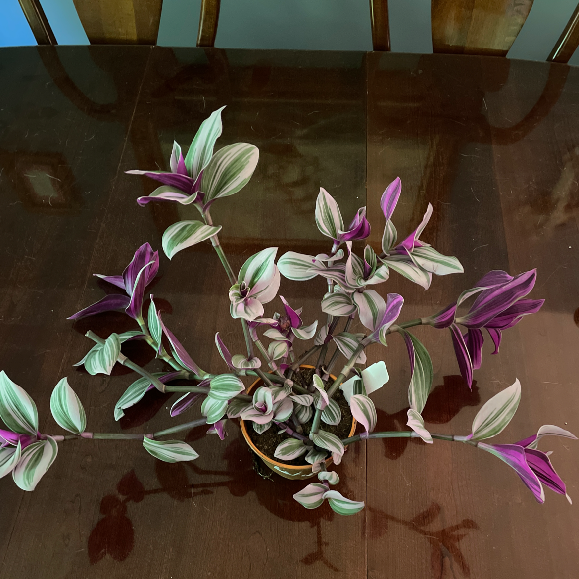 Tradescantia Nanouk plant with vibrant green and purple leaves in a pot on a table.
