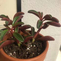 Ruby Glow Peperomia plant