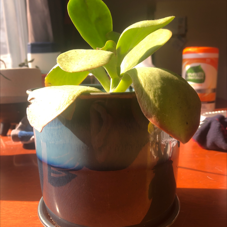 Potted Flapjacks plant in a well-lit indoor setting with paddle-shaped leaves.