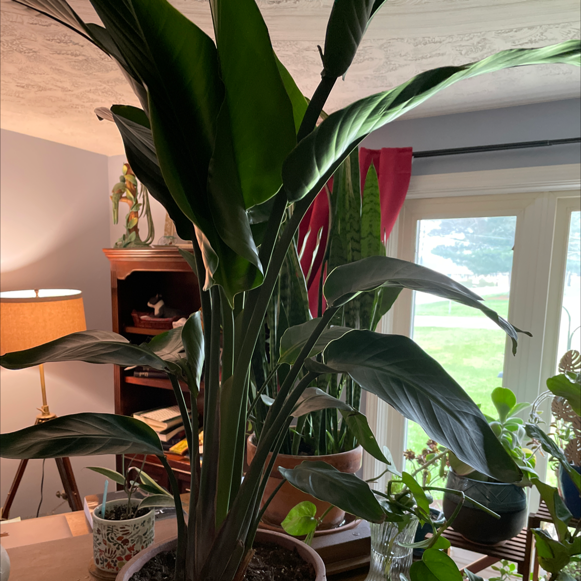 Healthy indoor White Bird of Paradise plant with large green leaves near a sunny window.