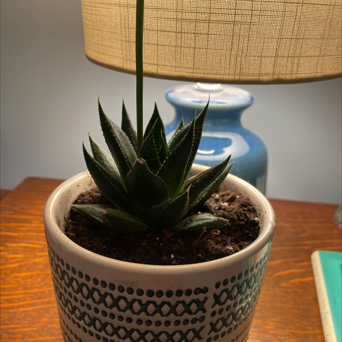 Healthy Haworthia truncata succulent with textured triangular leaves in a blue ceramic pot on a wooden surface.